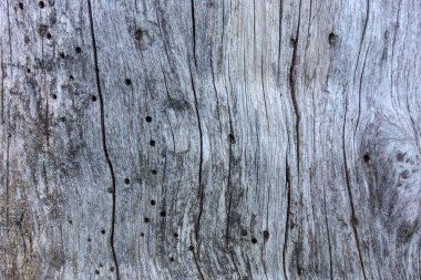 Ağaç kabuğundaki çatlaklardan ve deliklerden oluşan eski ahşap dokusu..