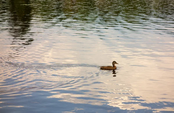 Brown duck swims on the lake in the reserve, leaving traces on the water