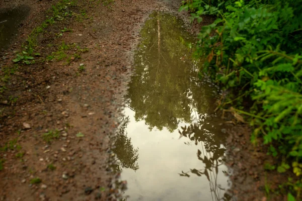 Reflection of the forest in a puddle on the road