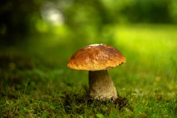 Hermoso Hongo Blanco Con Una Gorra Marrón Sobre Fondo Verde — Foto de Stock