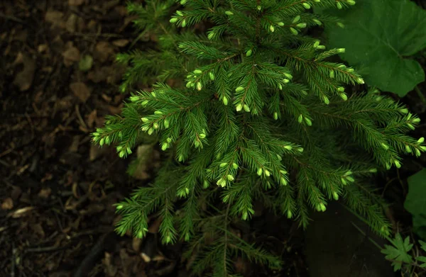 庭の小さな緑の生きているクリスマスツリー — ストック写真