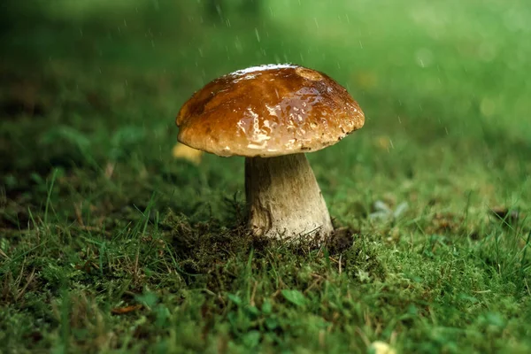 Seta Comestible Boletus Bosque Bajo Lluvia — Foto de Stock