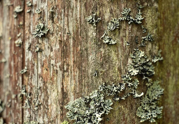 用苔藓长满裂缝的老树的结构 — 图库照片