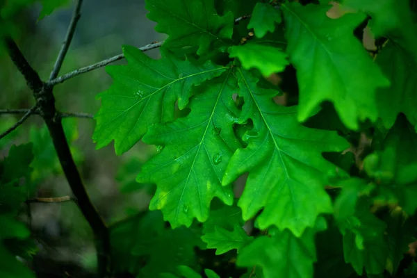 Zöld Tölgyfa Levelek Esőcseppekkel — Stock Fotó