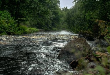 Ağaçlar ve kayalarla çevrili fırtınalı bir orman nehri.
