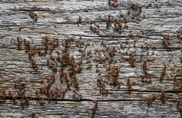 Muitas Pequenas Formigas Vermelhas Com Larvas Uma Árvore Velha — Fotografia de Stock