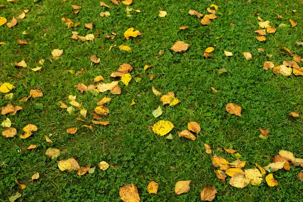 Parktaki yeşil çimlerin üzerinde sarı sonbahar yaprakları