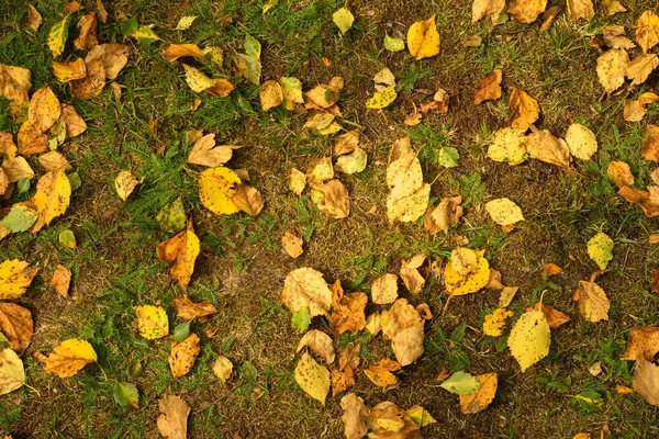 Les Feuilles Bouleau Jaune Sont Couchées Sur Sol — Photo