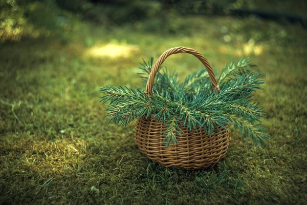 緑の芝生の上にモミの枝を持つウィッカーバスケット 新年の静物画 — ストック写真