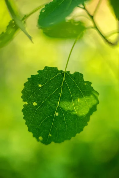 Green leaf of a tree with holes from beetles hanging on the tree