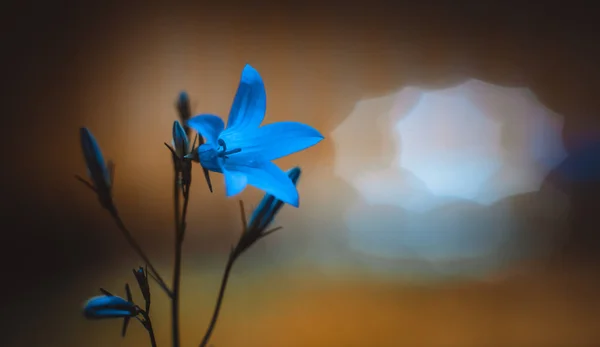Fleur Cloche Bleue Sur Fond Flou Avec Bokeh — Photo