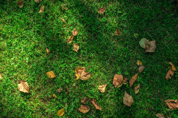 Πεσμένα Φύλλα Του Φθινοπώρου Είναι Κίτρινα Στο Πράσινο Γρασίδι — Φωτογραφία Αρχείου