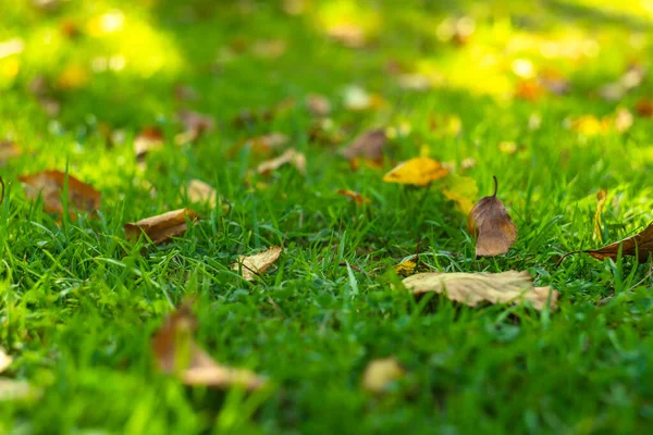 Caduto Albero Foglie Autunnali Trovano Sull Erba — Foto Stock