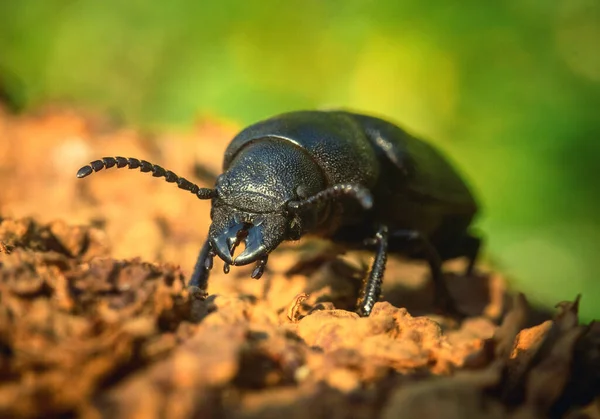 Güçlü pençeleri ve uzun bıyıkları olan büyük siyah bir böcek, makrofotoğrafçılık.