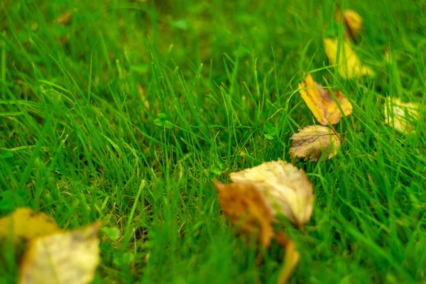 Folhas Outono Amarelas Grama Verde Parque — Fotografia de Stock
