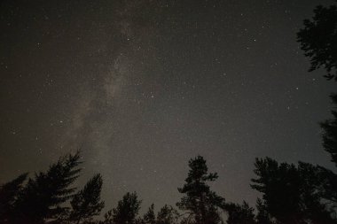 Yıldızlı gökyüzü ve Samanyolu ormanda, ağaçların tepelerinde