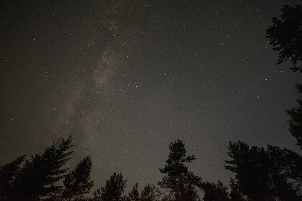 Starry sky and milky way in the forest, treetops