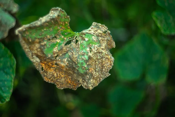 Una Hoja Verde Estropeada Por Escarabajos Parásitos Jardín Cama —  Fotos de Stock