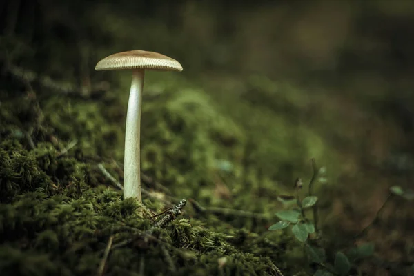 Ormanda Uzun Bacaklı Zehirli Beyaz Mantar — Stok fotoğraf