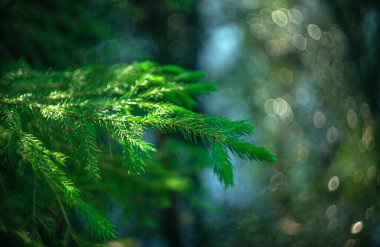 Yeni yılın arka planında bir ağaç dalı ve yuvarlak bulanık bokeh yumuşak odaklı