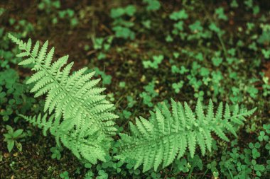 Ormanda eğreltiotu yaprakları, metin için yer