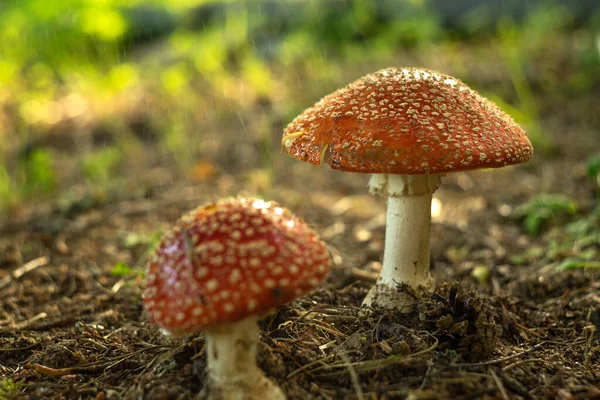 Red Poisonous Mushrooms Fly Agarics Cause Hallucinations — Stock Photo, Image