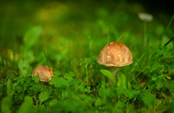 Porcini Mantarları Ormandaki Çimlerden Yetişir — Stok fotoğraf