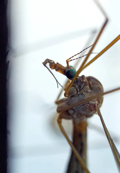 Macro Foto Cabeça Mosquito Enorme — Fotografia de Stock