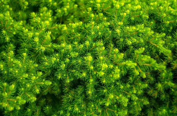 Зелені Гілки Туйського Дерева — стокове фото
