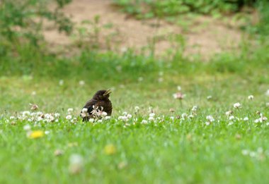 Yavru yuvadan düştü ve çimenlerde oturup annesini çağırıyor.