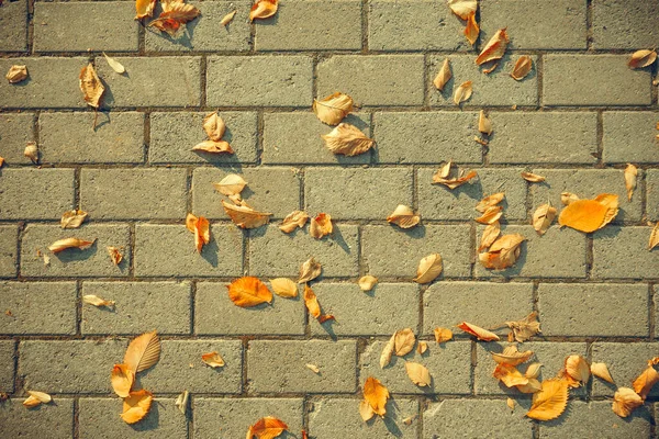 Folhas Outono Uma Estrada Pedra Cidade — Fotografia de Stock