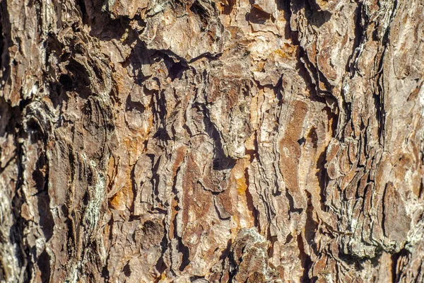 Textuur Van Dennenboomschors Het Bos — Stockfoto