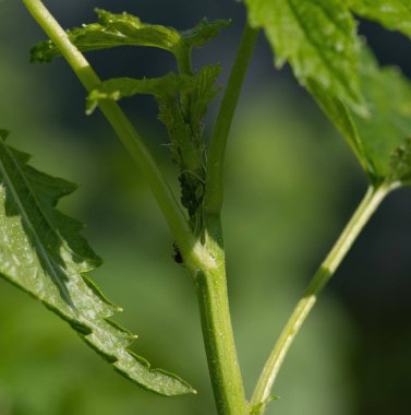 Bitki üzümü üzümlü üzüme bulaşmış.