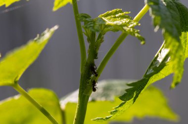 Bitki üzümü üzümlü üzüme bulaşmış.