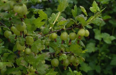 Yağmur damlalı yeşil bektaşi üzümü