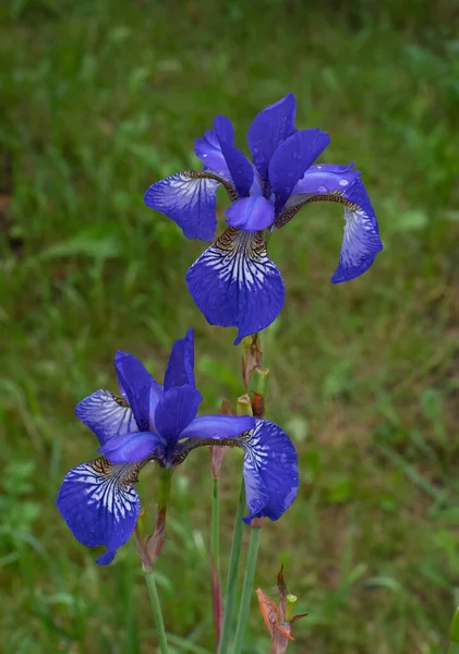 Bunga Iris Harimau Kebun — Stok Foto