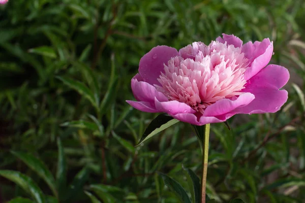 Peonia Rosa Giardino Con Gocce Pioggia — Foto Stock