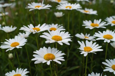 Tarlada beyaz papatyalar