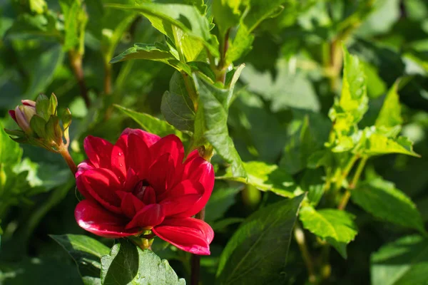 Röd Dahlia Blomma Grön Bakgrund — Stockfoto