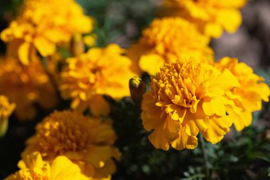 Bahçedeki sarı kadife çiçekleri