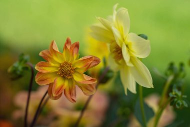 Bahçedeki sarı yıldız çiçekleri