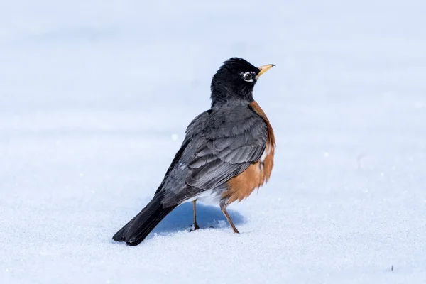 North American Robin Standing Snow Snow Storm North American Robin — Stock Photo, Image