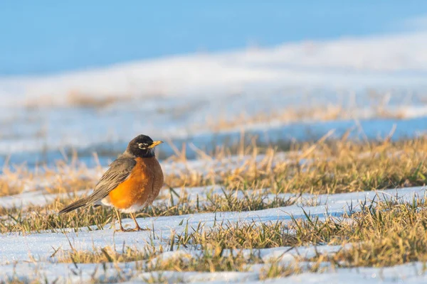 A north American robin standing in the grass with snow around looking for food after a snow storm.  North American robin is the state bird of Wisconsin