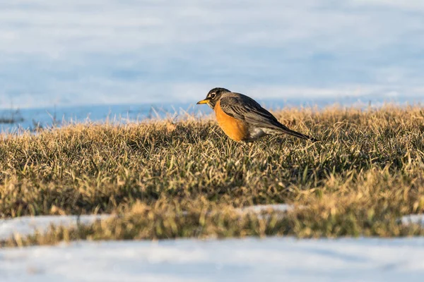 A north American robin standing in the grass with snow around looking for food after a snow storm.  North American robin is the state bird of Wisconsin