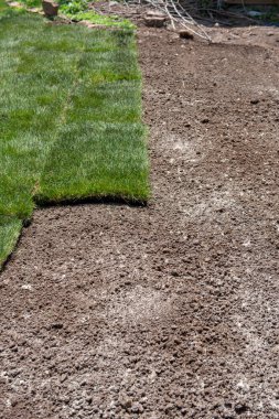 Gübre ile hazırlanmış toprak üstüne koydu yeni sod