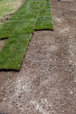 Gübre ile hazırlanmış toprak üstüne koydu yeni sod