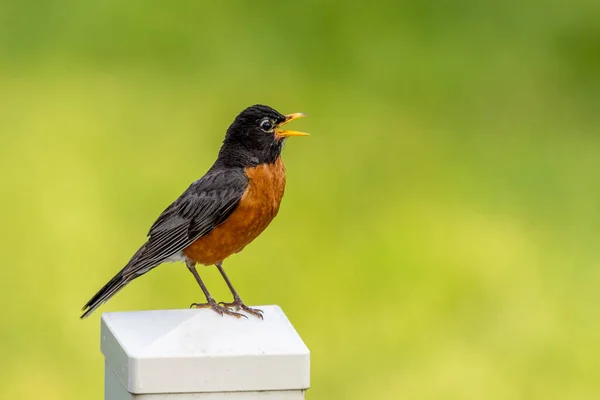 Robin Americano Sentado Uma Cerca Posar Com Fundo Borrado — Fotografia de Stock