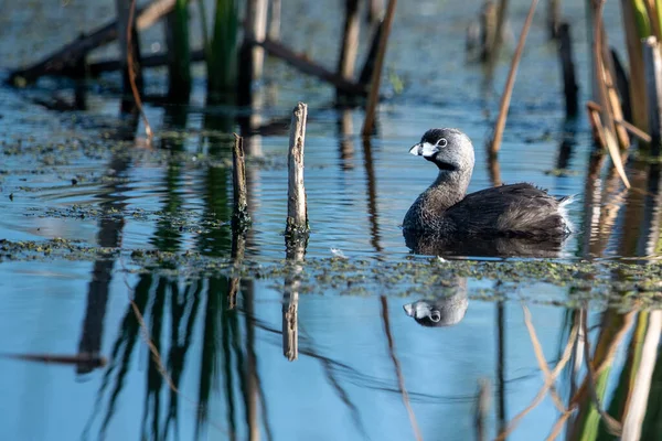 Ein Haubentaucher Schwimmt Einem Sumpfgebiet Mit Spiegelungen — Stockfoto