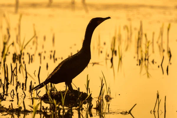 Ein Doppelhaubenkormoran Sitzt Bei Sonnenaufgang Inmitten Eines Sumpfes Und Wartet — Stockfoto