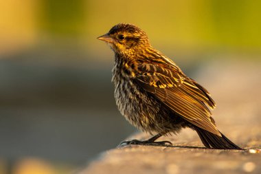 Korkulukta oturan kırmızı kanatlı bir karatavuk..